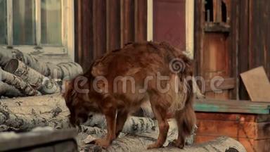 可爱的红狗，在桦木上吃东西。 狗在村子里的链子上。